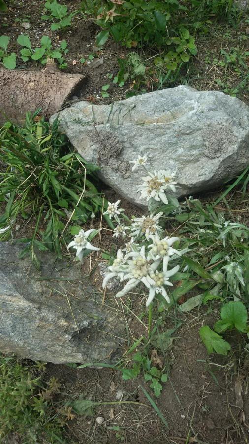 ホテル Rifugio Stella Alpina Saviore dell'Adamello エクステリア 写真